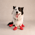 Bottes ajourées L'Estival pour chien, coloris Rouge, Maison Pattounes, vue 1