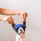 Casquette de soleil La Capeline pour chien, coloris Bleu sauge, Maison Pattounes, vue 4