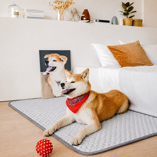 La Banquise · Tapis rafraîchissant pour chien
