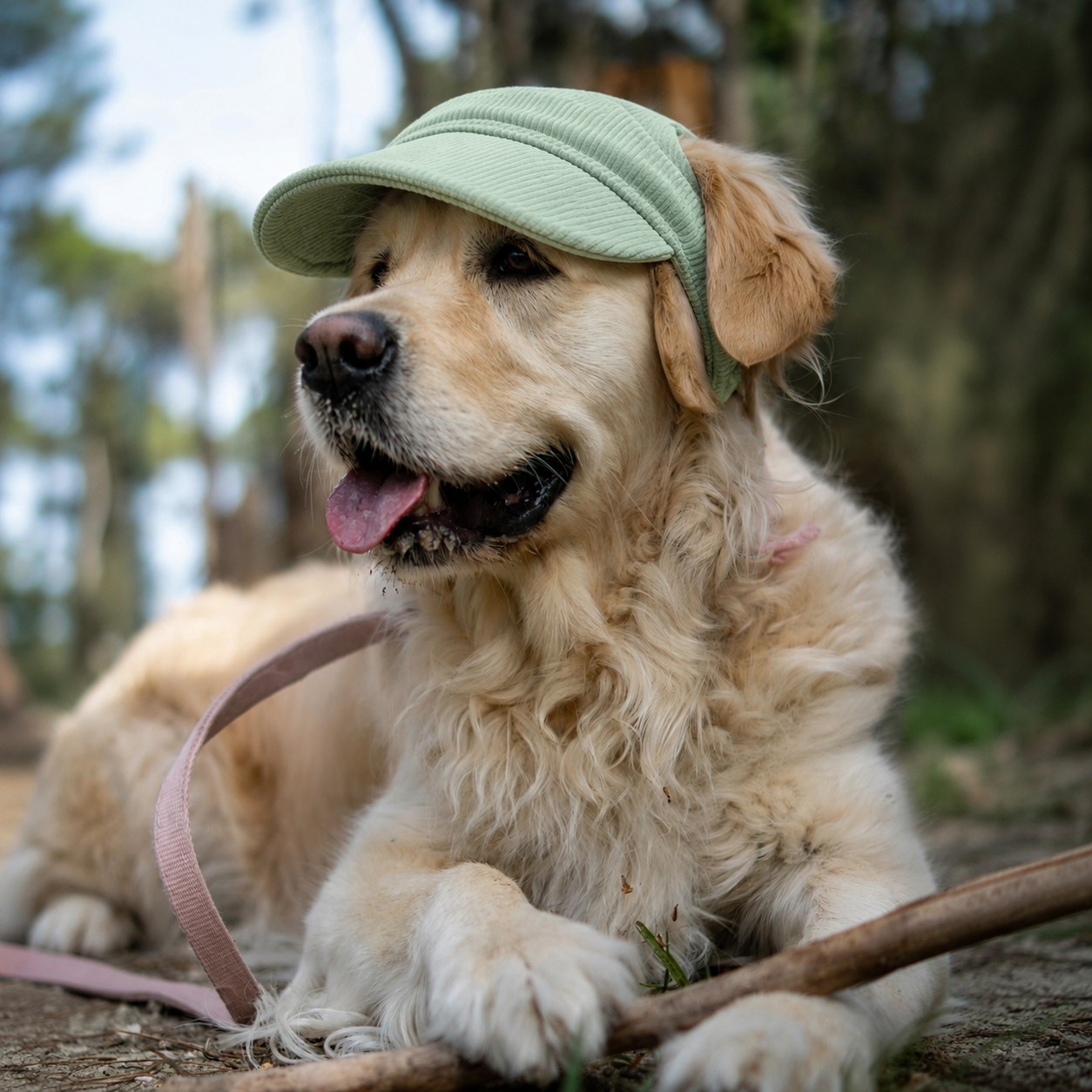 Casquette de soleil La Capeline pour chien, coloris Vert sauge, Maison Pattounes, vue 2