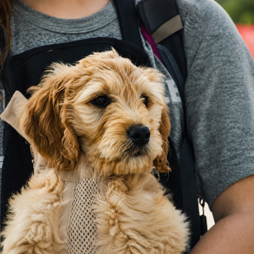 Chiot au poil bouclé porté contre la poitrine dans le sac de transport L'Éclaireur abricot, la tête et les pattes sorties de la maille respirante