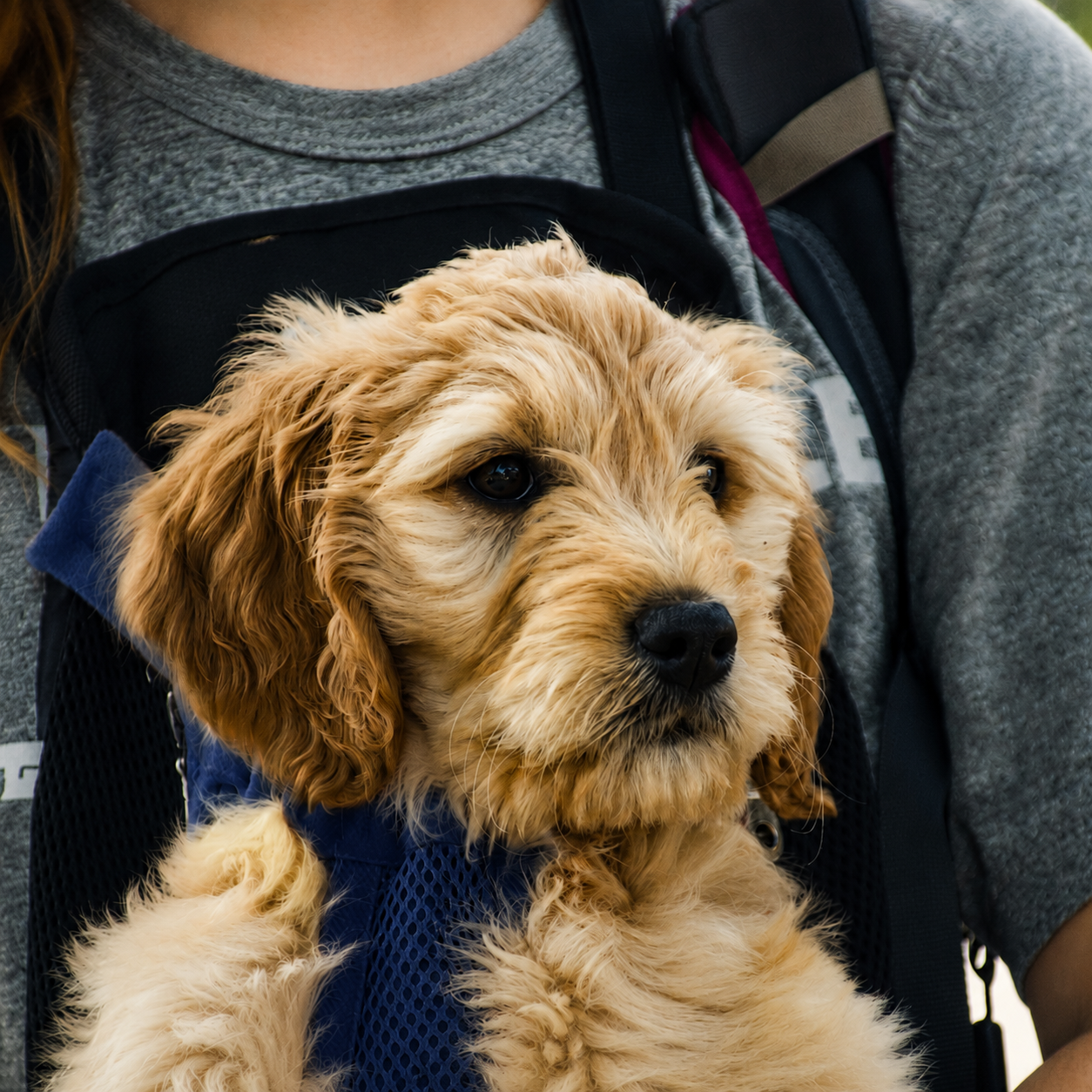 Chiot au poil bouclé porté contre la poitrine dans le sac de transport L'Éclaireur bleu marine, la tête et les pattes sorties de la maille respirante