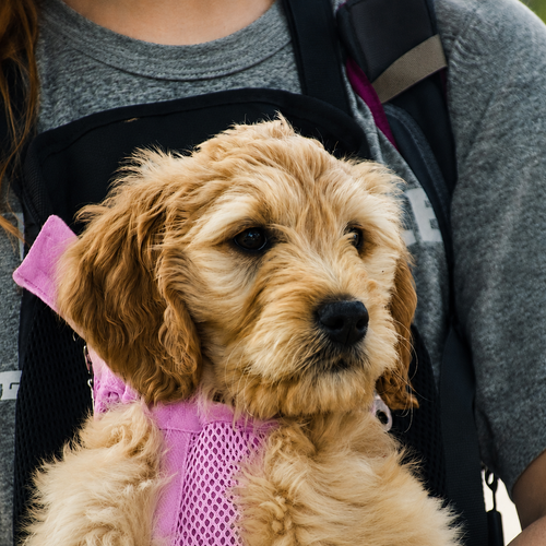Chiot au poil bouclé porté contre la poitrine dans le sac de transport L'Éclaireur rose, la tête et les pattes sorties de la maille respirante