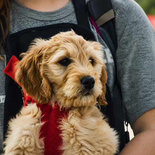 Chiot au poil bouclé porté contre la poitrine dans le sac de transport L'Éclaireur rouge, la tête et les pattes sorties de la maille respirante