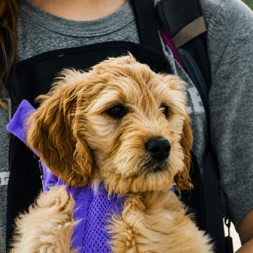 Chiot au poil bouclé porté contre la poitrine dans le sac de transport L'Éclaireur violet, la tête et les pattes sorties de la maille respirante