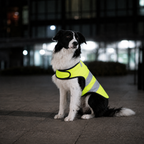 Gilet de sécurité réfléchissant Le Phare pour chien, coloris Jaune fluo, Maison Pattounes, vue 1
