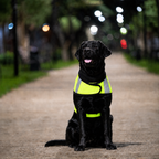 Gilet de sécurité réfléchissant Le Phare pour chien, coloris Jaune fluo, Maison Pattounes, vue 2