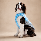 Gilet rafraîchissant La Fraîchette pour chien, coloris Bleu, Maison Pattounes, vue 2