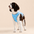 Gilet rafraîchissant La Fraîchette pour chien, coloris Bleu, Maison Pattounes, vue 3
