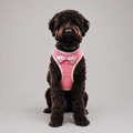 Le Baudrier · Harnais et laisse pour petit chien