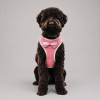 Le Baudrier · Harnais et laisse pour petit chien