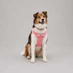 Le Baudrier · Harnais et laisse pour petit chien
