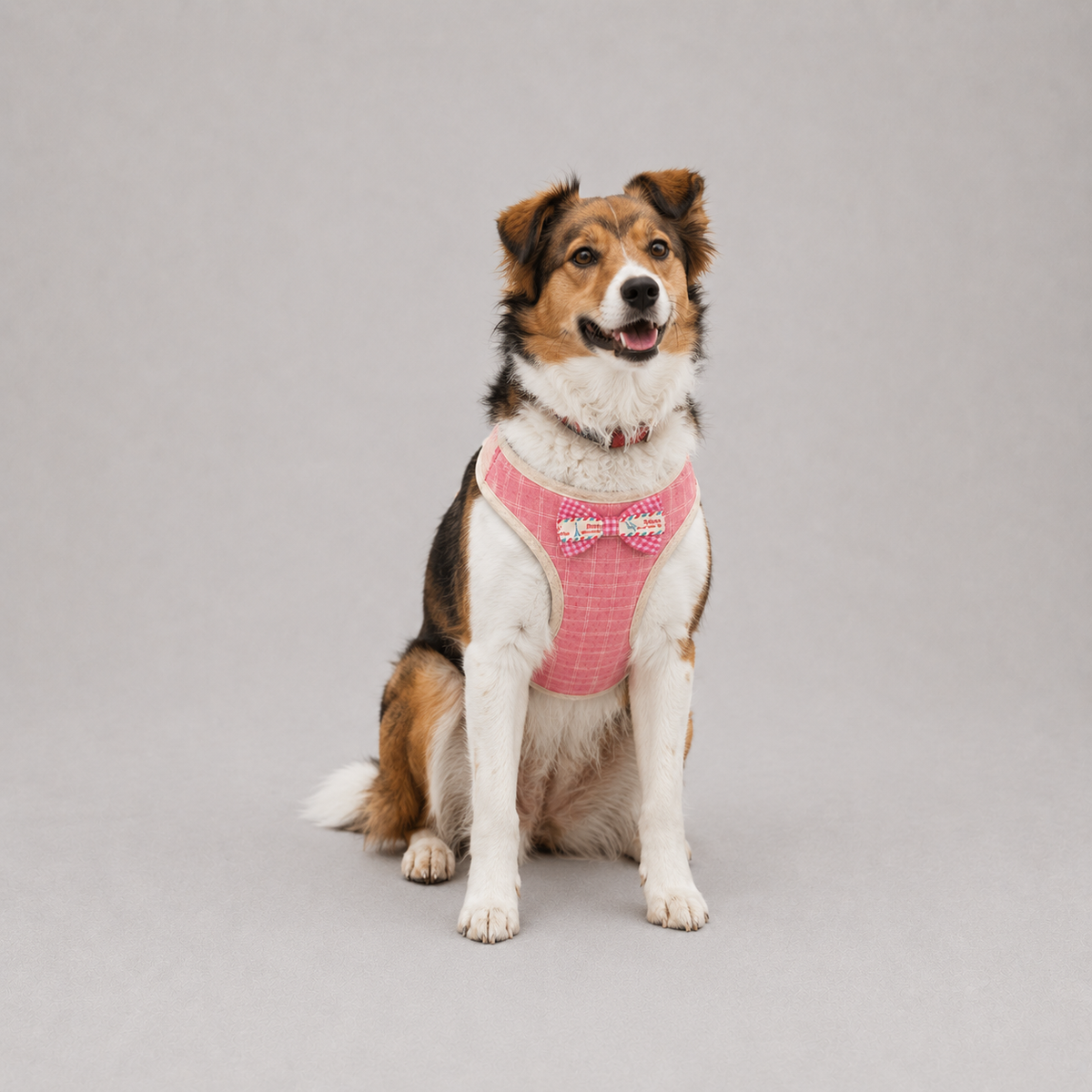 Le Baudrier · Harnais et laisse pour petit chien