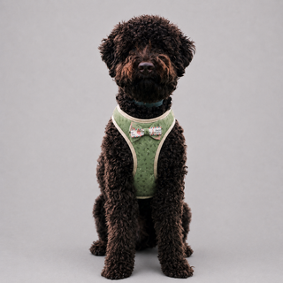 Le Baudrier · Harnais et laisse pour petit chien