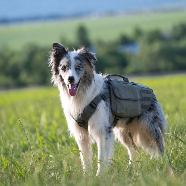 Harnais de randonnée Le Bât pour chien, coloris Gris, Maison Pattounes, vue 1