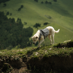 Harnais de randonnée Le Bât pour chien, coloris Gris, Maison Pattounes, vue 2