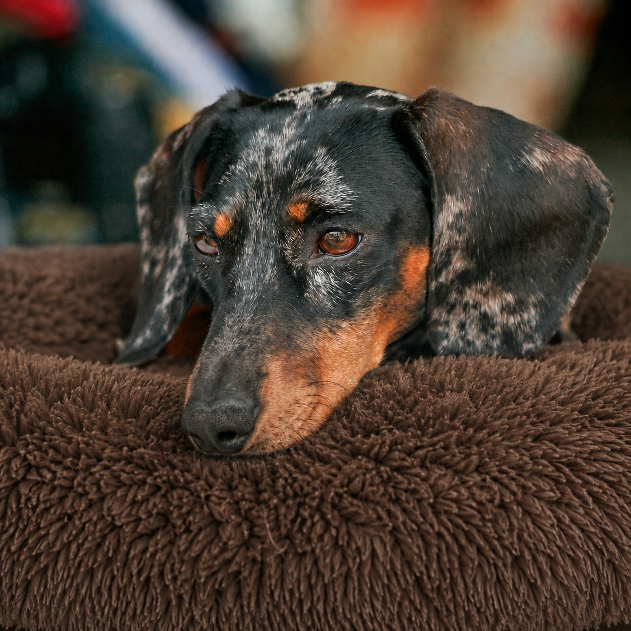 Lit moelleux chaud Le Nuage pour chien, coloris Café, Maison Pattounes, vue 2