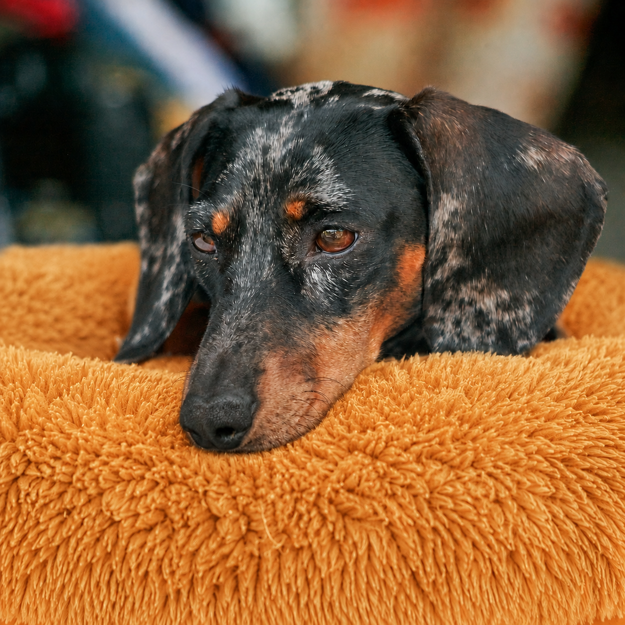 Lit moelleux chaud Le Nuage pour chien, coloris Doré, Maison Pattounes, vue 2