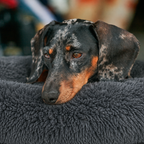 Lit moelleux chaud Le Nuage pour chien, coloris Gris Anthracite, Maison Pattounes, vue 2
