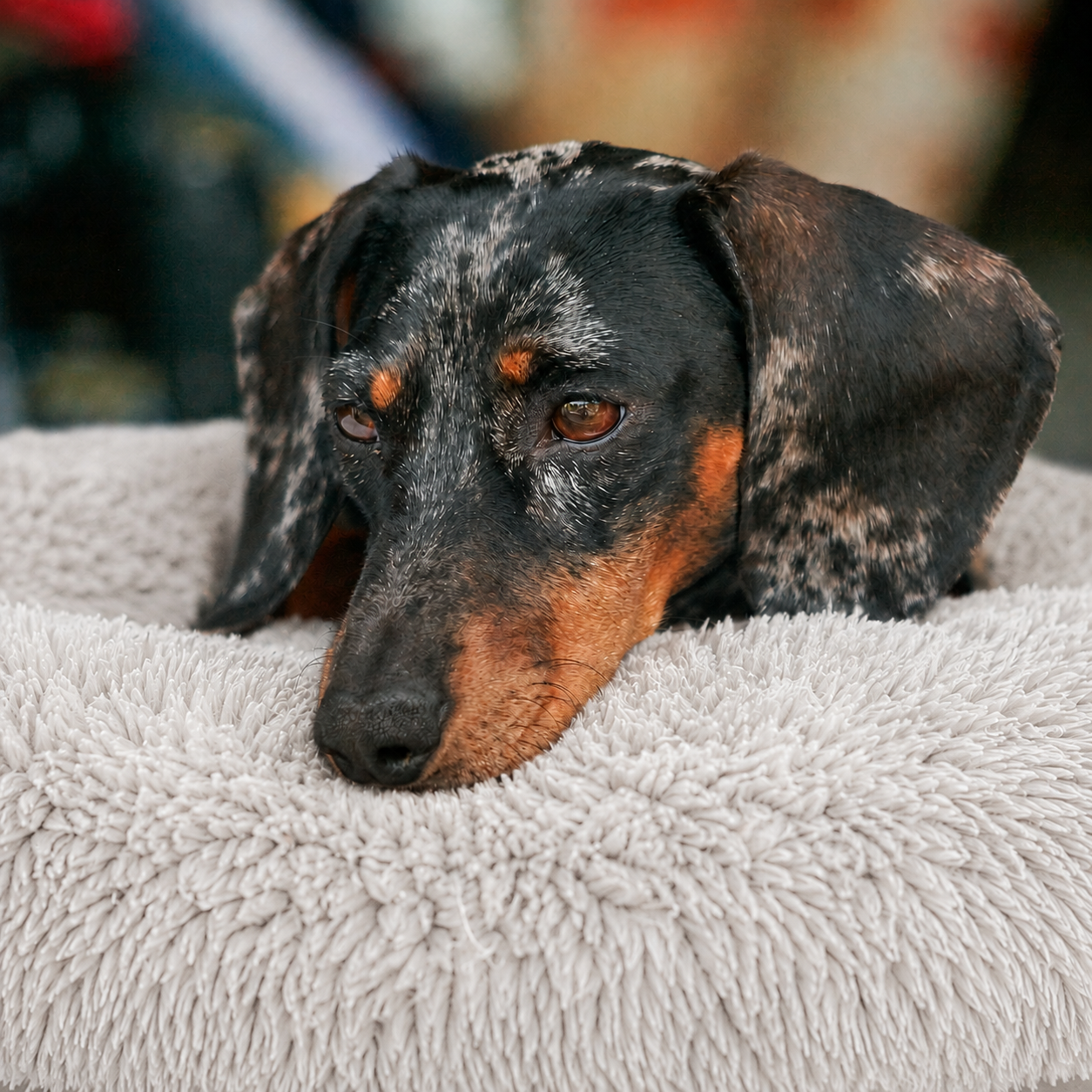 Lit moelleux chaud Le Nuage pour chien, coloris Gris Clair, Maison Pattounes, vue 2