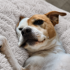 Lit moelleux chaud Le Nuage pour chien, coloris Gris Clair, Maison Pattounes, vue 3