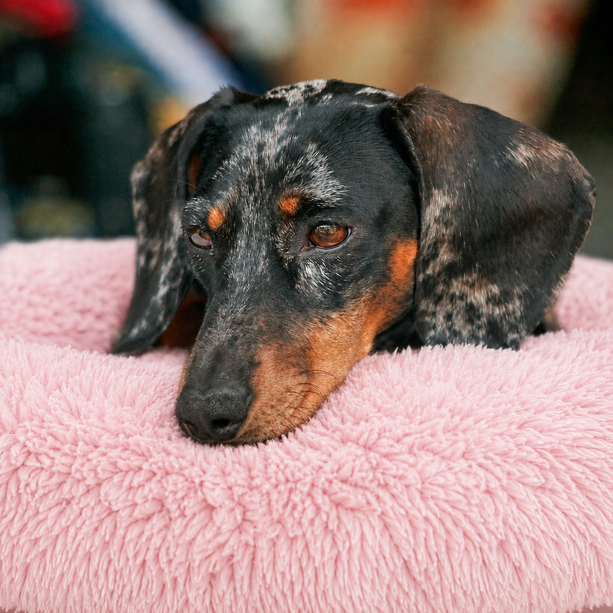 Lit moelleux chaud Le Nuage pour chien, coloris Rose Poudré, Maison Pattounes, vue 2