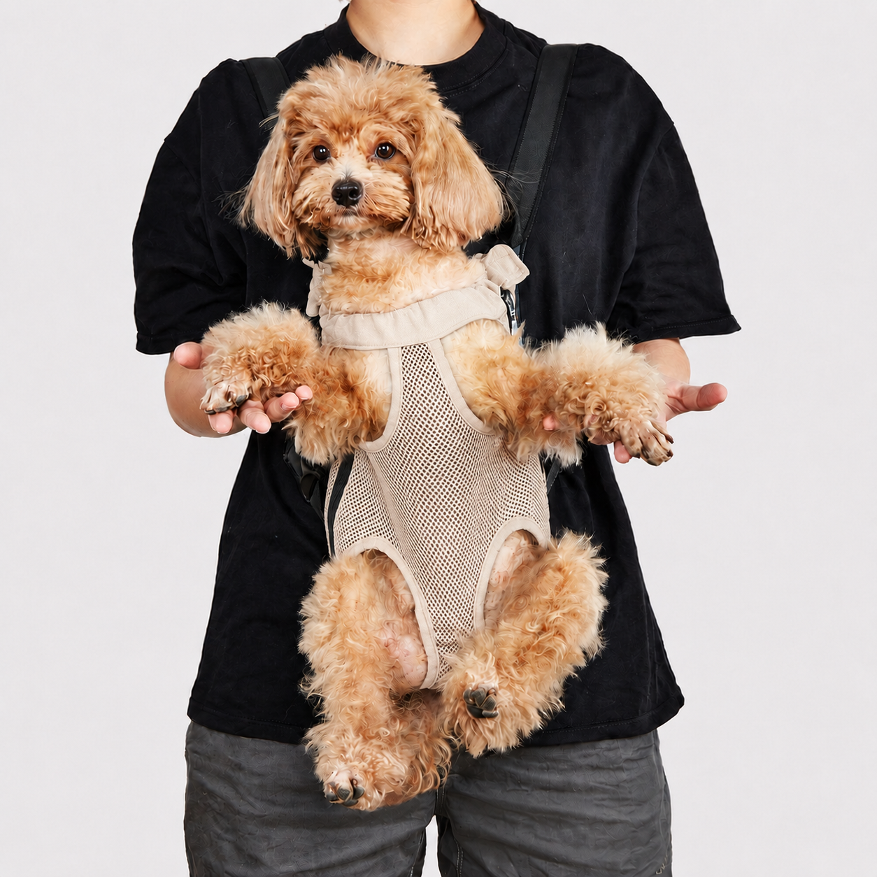 Petit chien au poil bouclé porté face à la route dans le sac de transport L'Éclaireur abricot, les quatre pattes passées dans les ouvertures, maintenu contre le buste