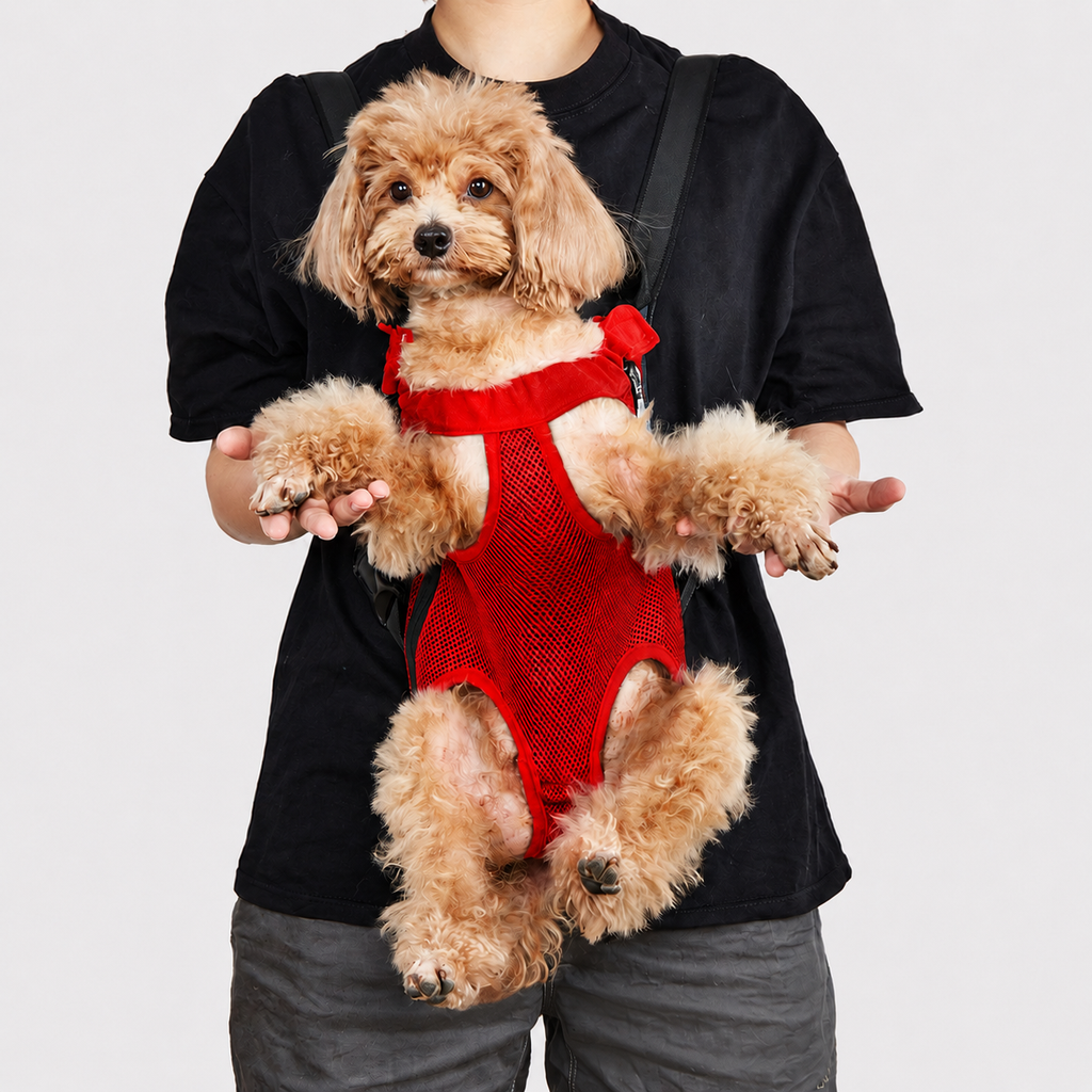 Petit chien au poil bouclé porté face à la route dans le sac de transport L'Éclaireur rouge, les quatre pattes passées dans les ouvertures, maintenu contre le buste