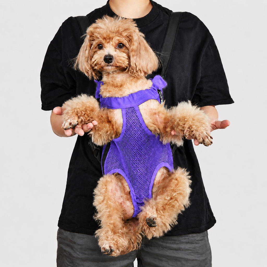Petit chien au poil bouclé porté face à la route dans le sac de transport L'Éclaireur violet, les quatre pattes passées dans les ouvertures, maintenu contre le buste