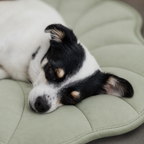 Tapis rafraîchissant Le Nénuphar pour chien, Maison Pattounes, vue 2