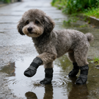 Bottes imperméables Le Chausson pour chien, coloris Noir, Maison Pattounes, vue 2