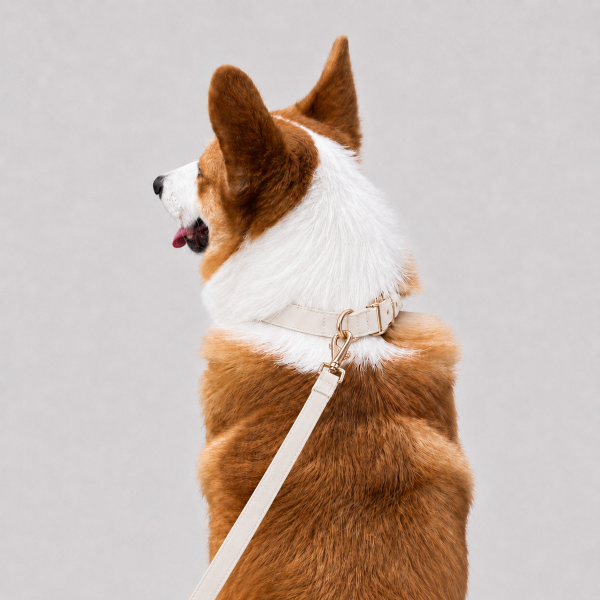 La Parade · Ensemble collier et laisse pour chien
