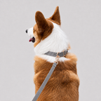 La Parade · Ensemble collier et laisse pour chien