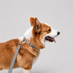 La Parade · Ensemble collier et laisse pour chien