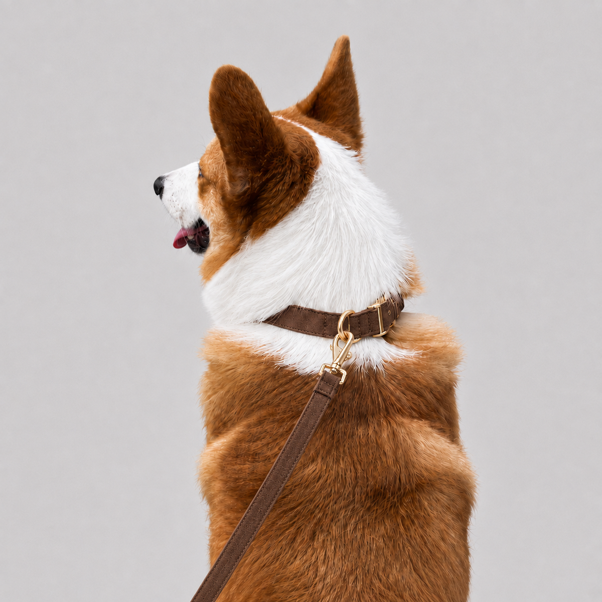 La Parade · Ensemble collier et laisse pour chien
