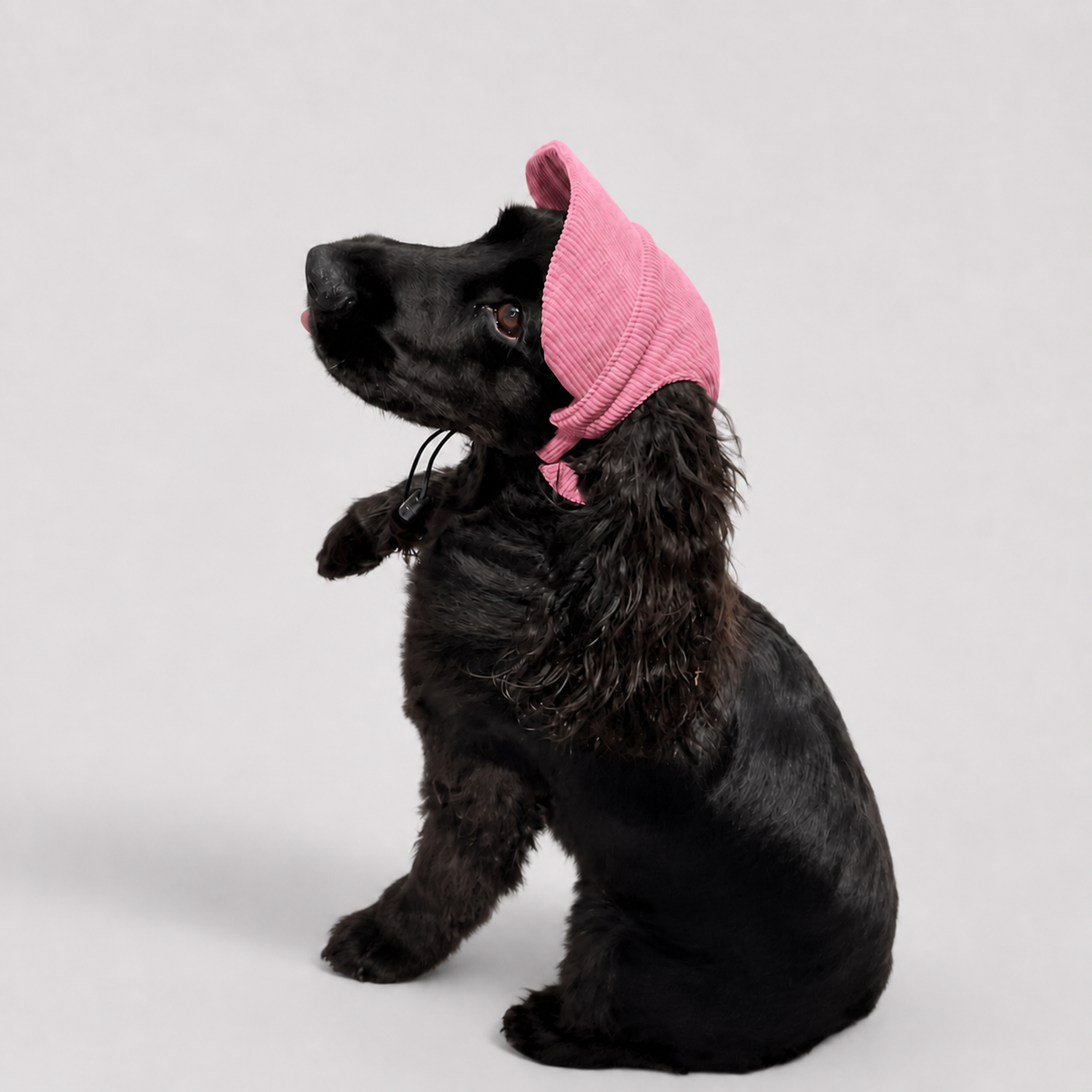 La Capeline · Casquette de soleil pour chien
