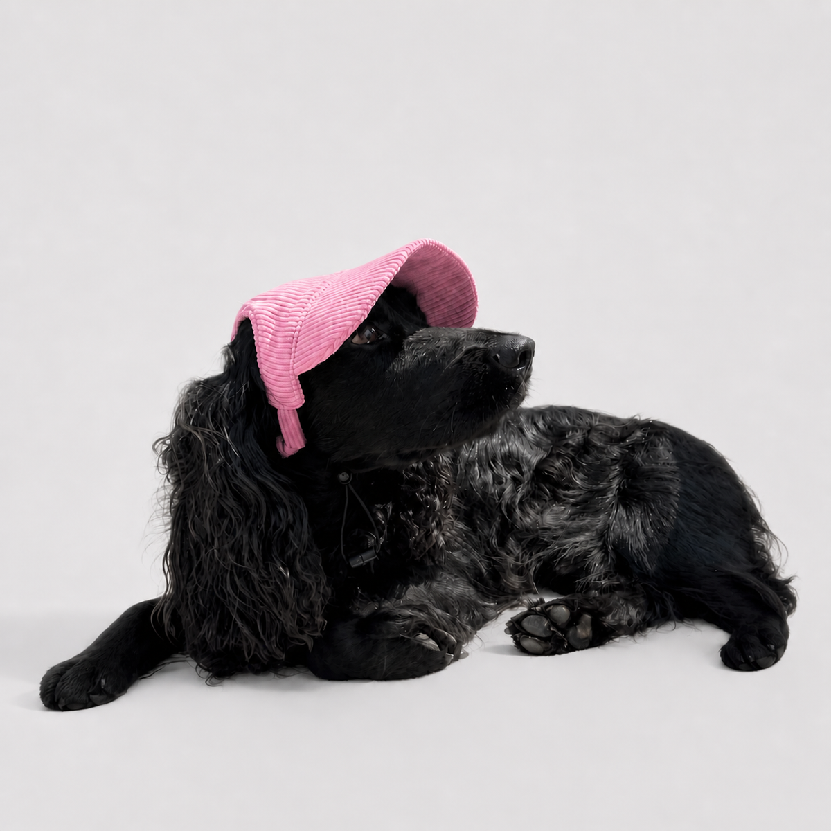 La Capeline · Casquette de soleil pour chien