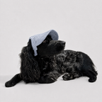 La Capeline · Casquette de soleil pour chien