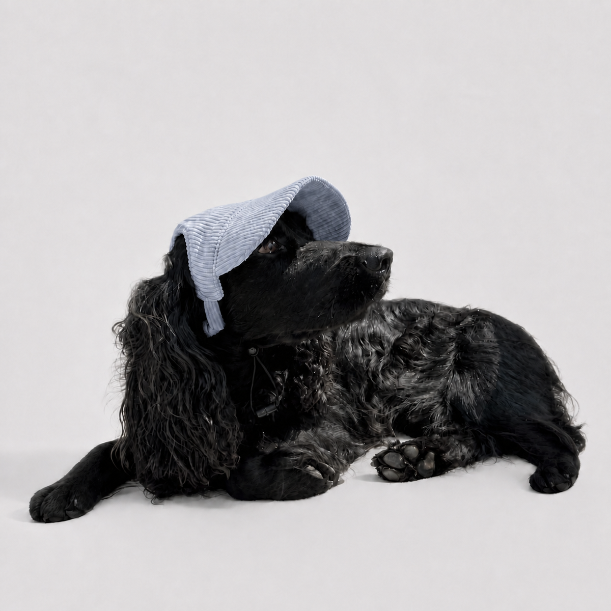 La Capeline · Casquette de soleil pour chien