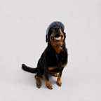 La Capeline · Casquette de soleil pour chien