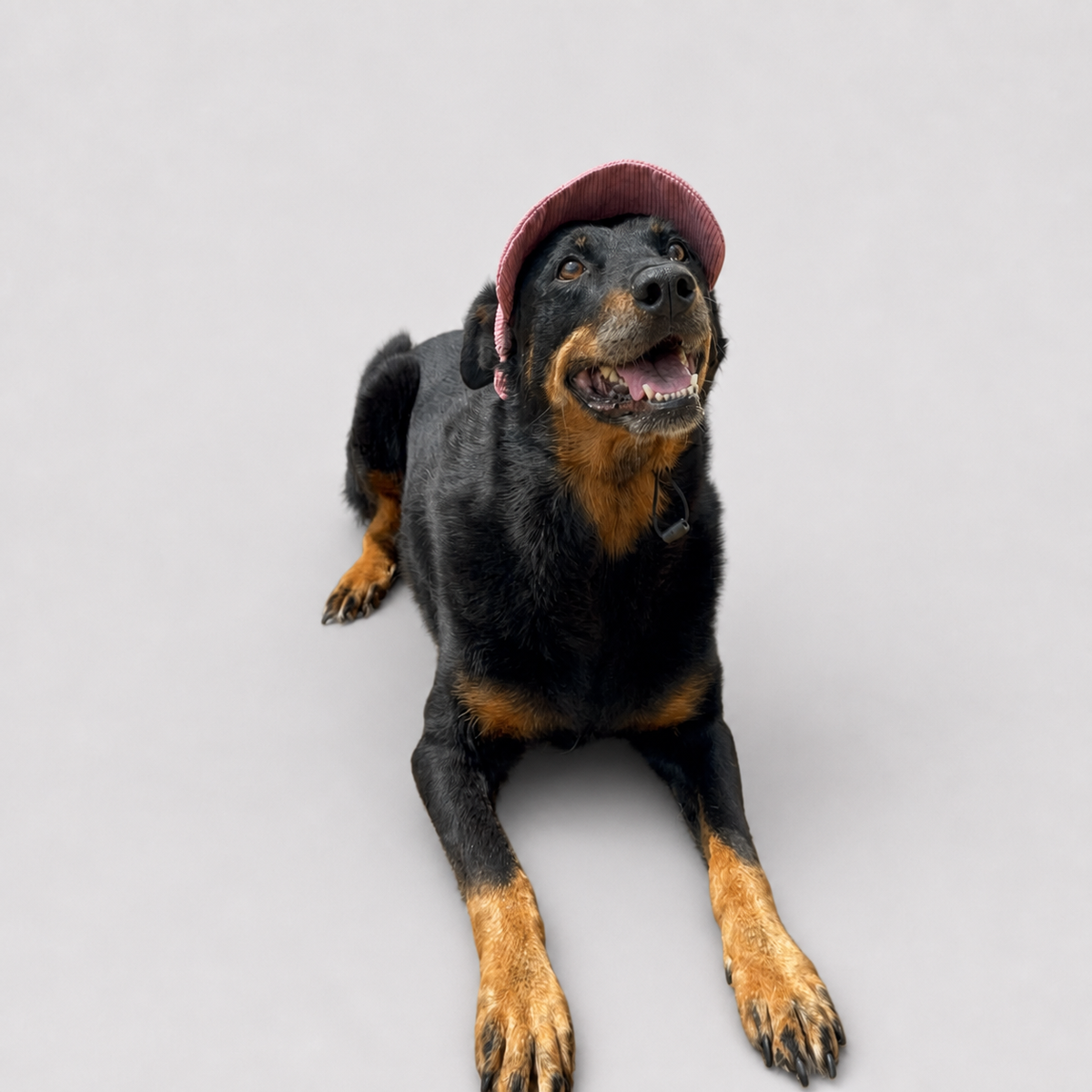 La Capeline · Casquette de soleil pour chien