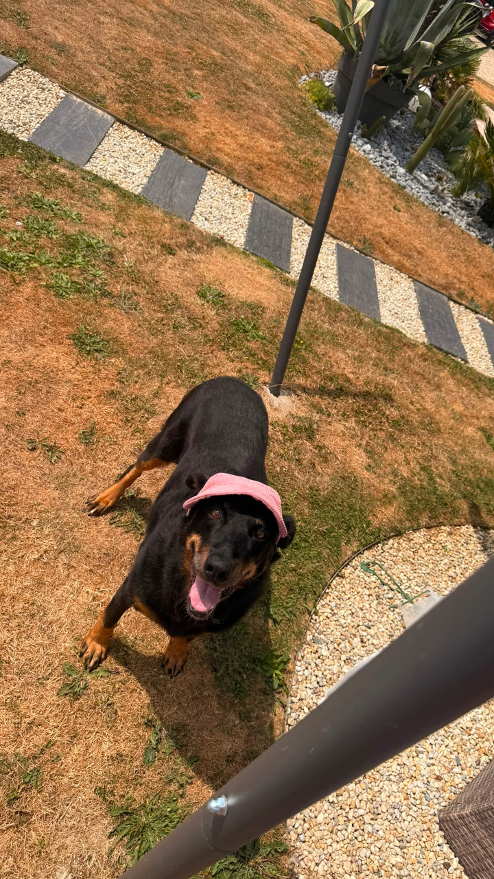 La Capeline · Casquette de soleil pour chien