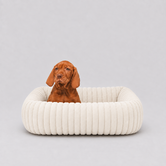 Panier Le Cocon taille S, 50 cm de large, avec un chiot assis dedans