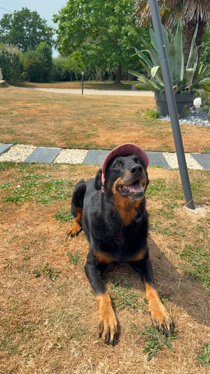 La Capeline · Casquette de soleil pour chien